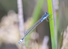 Ischnura heterosticta