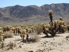 Cylindropuntia bigelovii