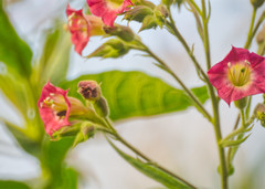 Nicotiana tomentosa