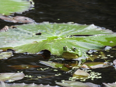 Pelophylax fukienensis