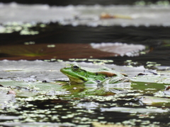 Pelophylax fukienensis