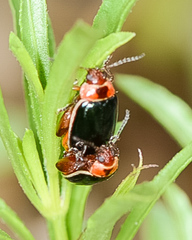 Kuschelina flavocyanea