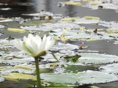 Pelophylax fukienensis