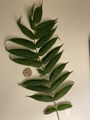 Ophiognomonia leptostyla