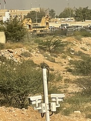 Streptopelia senegalensis