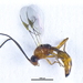 Pauesia nigrovaria - Photo (c) eucolaspis,  זכויות יוצרים חלקיות (CC BY-NC)