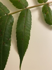 Ophiognomonia leptostyla