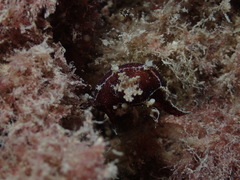Plocamopherus