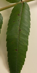 Ophiognomonia leptostyla
