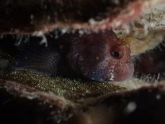 Parablennius postoculomaculatus