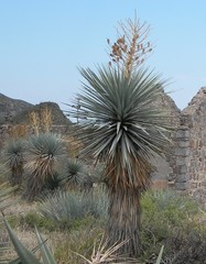 Yucca rigida