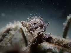 Temnopleurus michaelseni