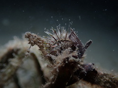 Temnopleurus michaelseni