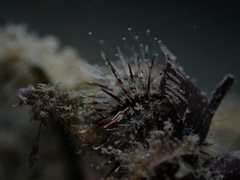 Temnopleurus michaelseni