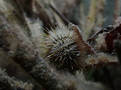 Temnopleurus michaelseni