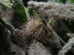 Temnopleurus michaelseni