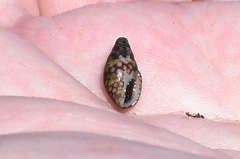 Mitrella ocellata