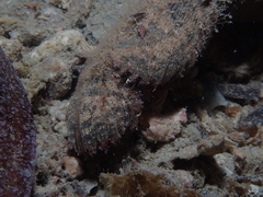 Paraploactis intonsa