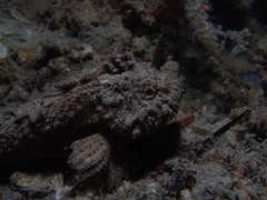 Paraploactis intonsa