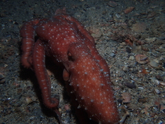 Callistoctopus