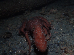 Callistoctopus
