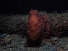 Callistoctopus