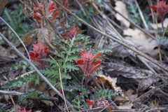 Pedicularis densiflora