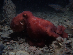 Callistoctopus
