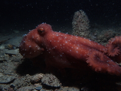 Callistoctopus