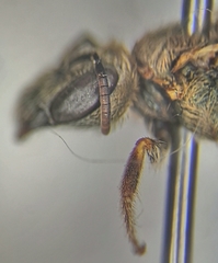 Halictus subauratus