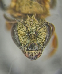 Halictus subauratus