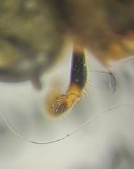 Halictus subauratus