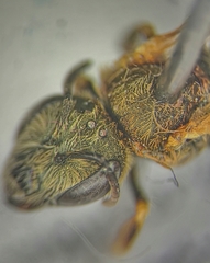 Halictus subauratus