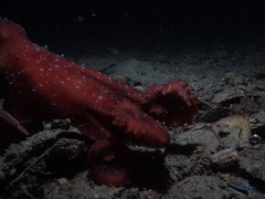 Callistoctopus