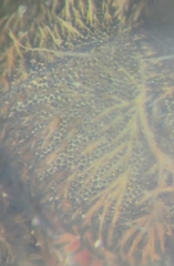 Halictus subauratus