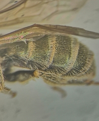 Halictus subauratus