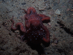 Callistoctopus