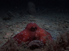 Callistoctopus