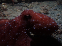 Callistoctopus