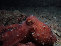 Callistoctopus