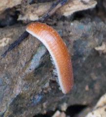 Bdellozonium
