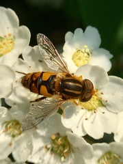 Parhelophilus