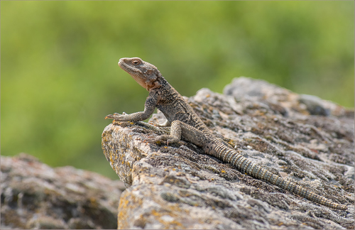 Caucasian Agama