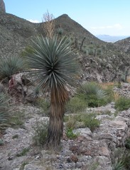 Yucca rigida