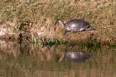 Trachemys nebulosa hiltoni