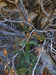 Penstemon platyphyllus