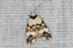 Thallarcha albicollis