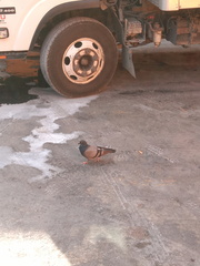 Columba livia domestica