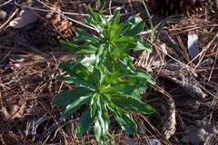 Lilium humboldtii humboldtii