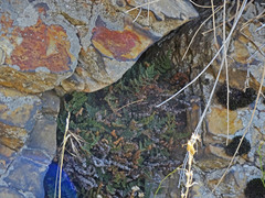 Myriopteris intertexta